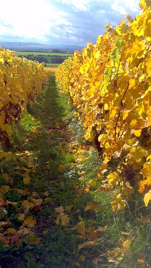 Reben im Erbacher
            Honigberg