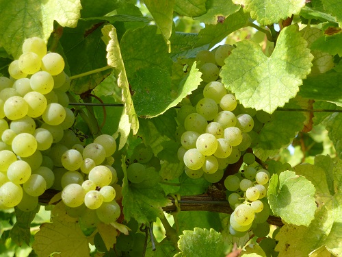 Rieslingbeeren-Bild